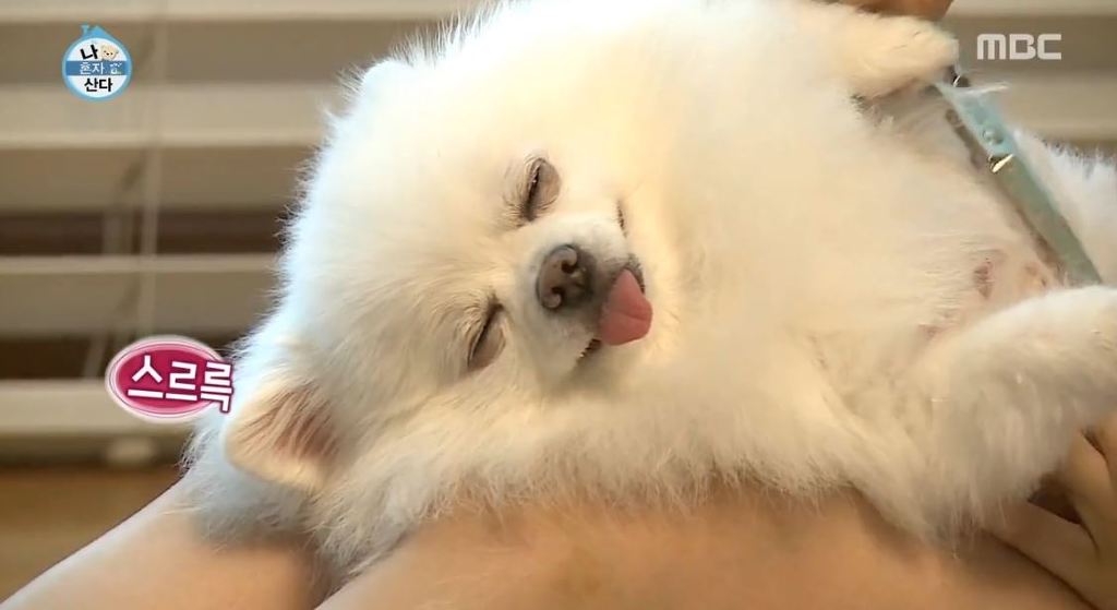 [나혼자산다] 순심이 셀프미용 | 인스티즈