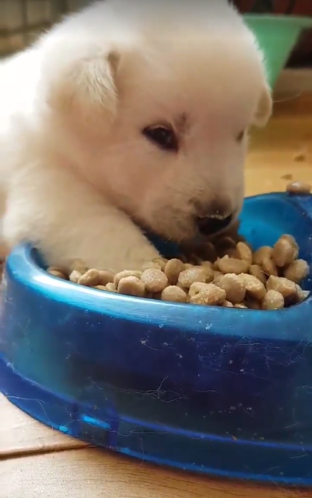 먹다가 잔 댕댕이.jpg | 인스티즈