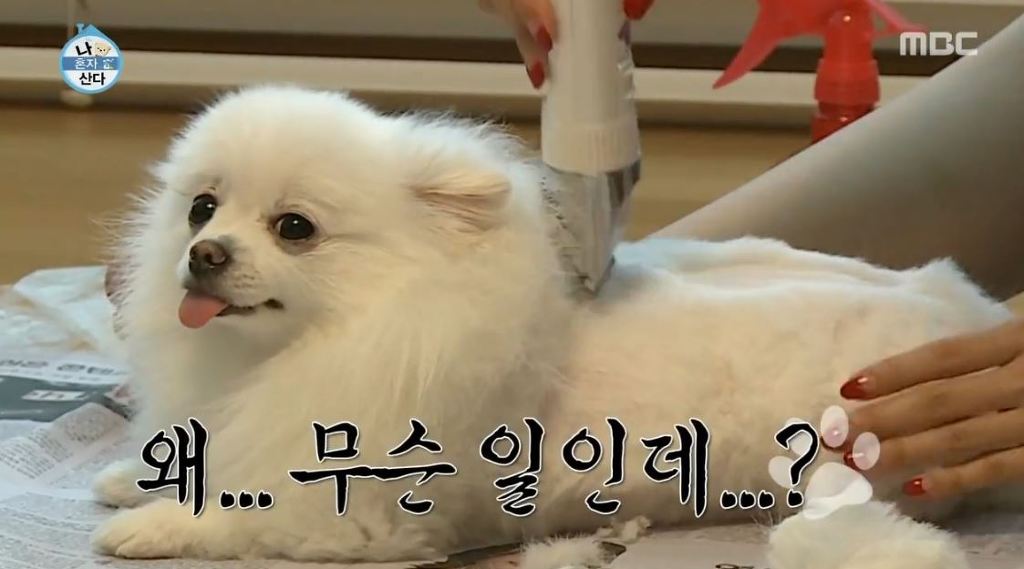 [나혼자산다] 순심이 셀프미용 | 인스티즈