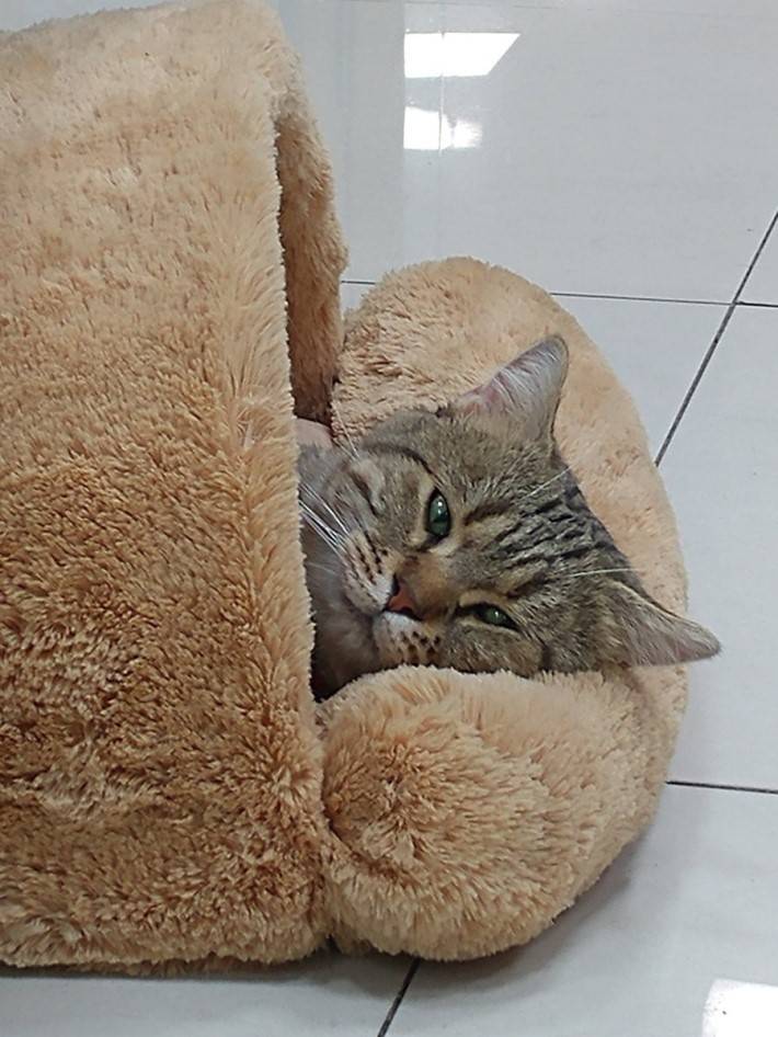 동물병원에 사는 창식이~ | 인스티즈