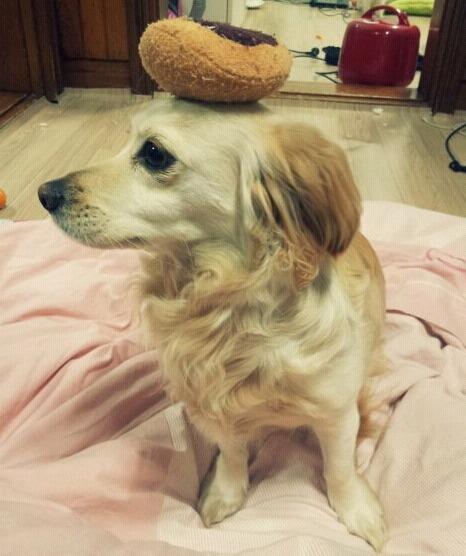 우리집 댕댕이 ㅎㅎ | 인스티즈