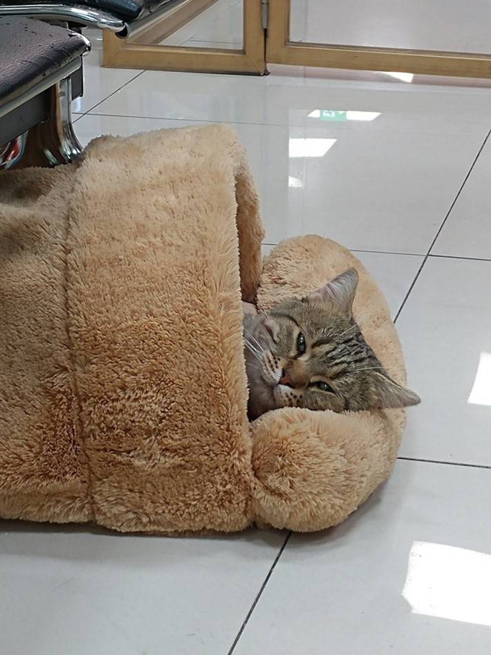 동물병원에 사는 창식이~ | 인스티즈