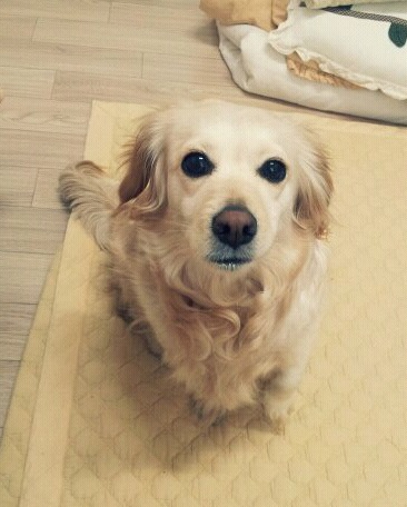 우리집 댕댕이 ㅎㅎ | 인스티즈