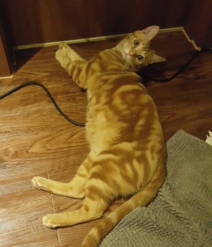 우리집 댕댕이 ㅎㅎ | 인스티즈