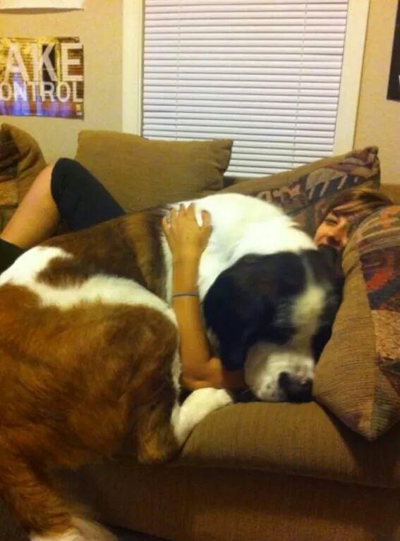 덩치 큰 개들도 자기가 애기인줄 앎.jpg (feat. 대형견의 짱덕포인트) | 인스티즈