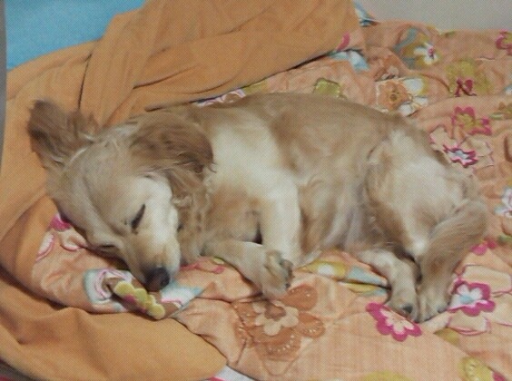 우리집 댕댕이 ㅎㅎ | 인스티즈