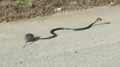 뱀으로부터 자기 새끼 구하는 쥐.gif | 인스티즈