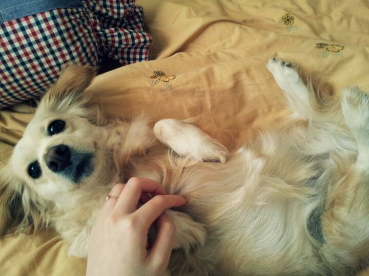 우리집 댕댕이 ㅎㅎ | 인스티즈