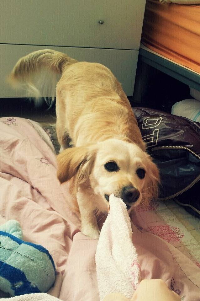 우리집 댕댕이 ㅎㅎ | 인스티즈