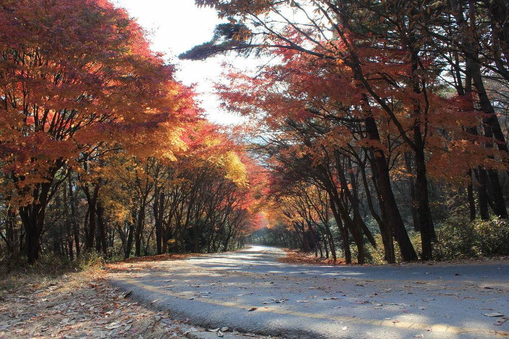 대한민국 최고의 드라이브코스들 총망라 | 인스티즈