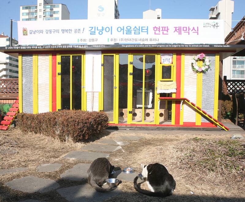 냥!! 한국 최초로(?) 고양이들을 위한 쉼터가 생겼다옹~ㅇㅅㅇ)/ .jpg | 인스티즈