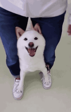 귀여운 동물들 | 인스티즈