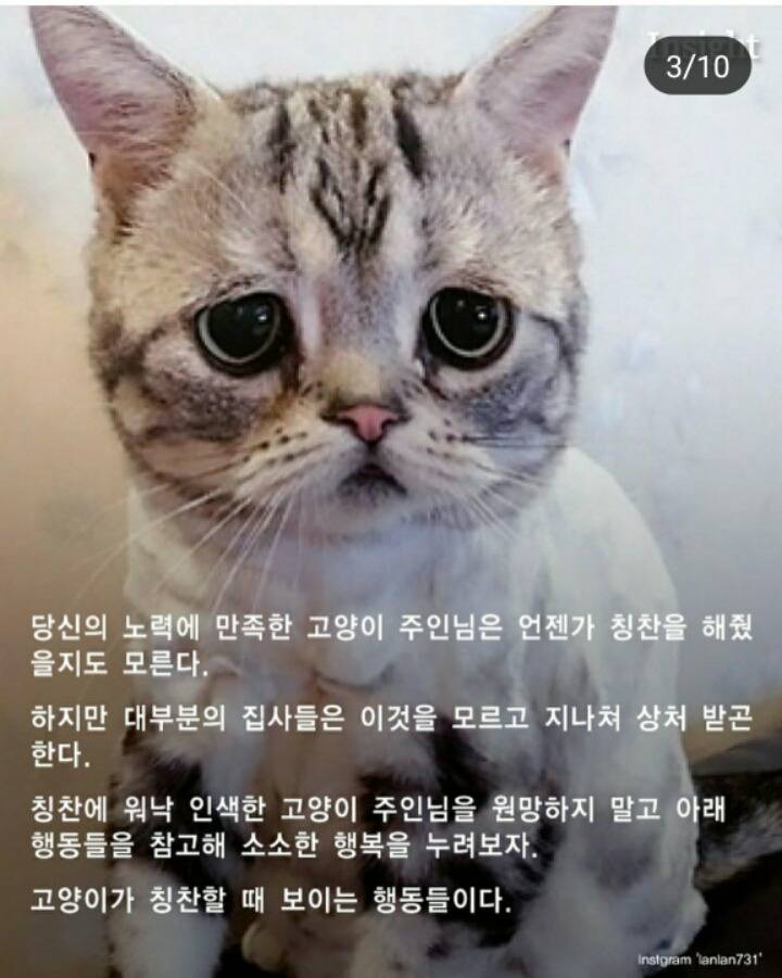 고양이가 집사를 칭찬할때 사용하는7가지방법 | 인스티즈