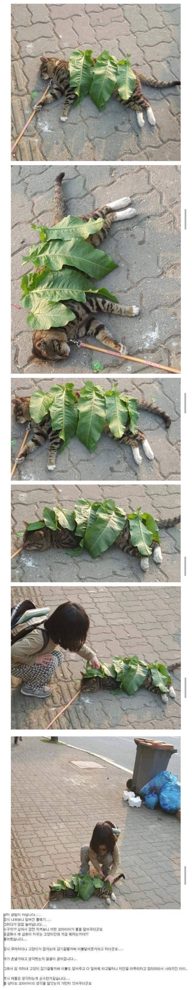 자는 냥이에게 이불 덮어주는 꼬맹이 | 인스티즈