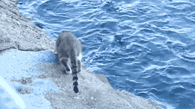 낚시 고수냥 | 인스티즈