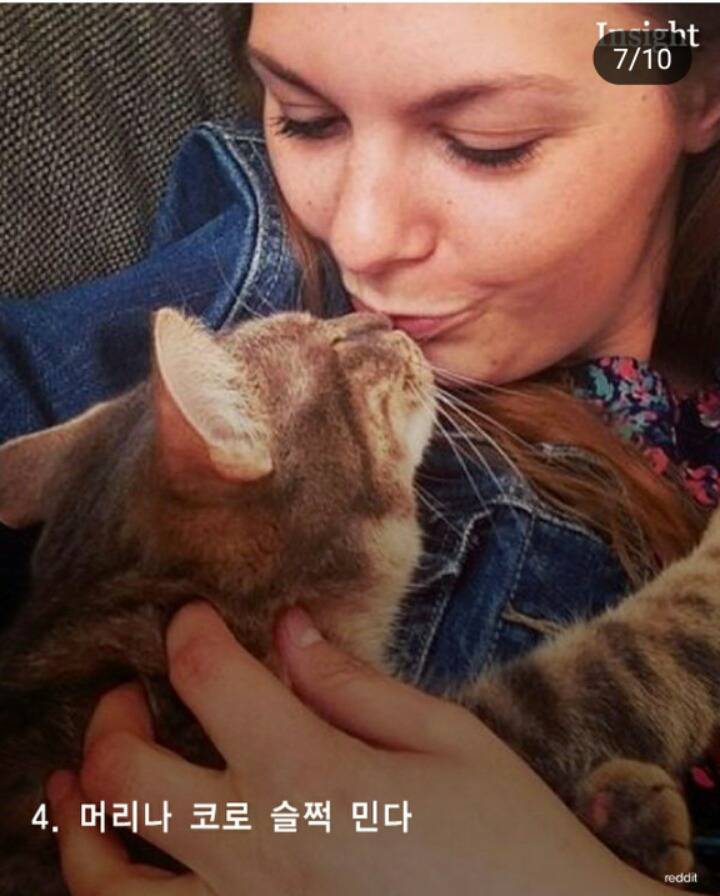 고양이가 집사를 칭찬할때 사용하는7가지방법 | 인스티즈