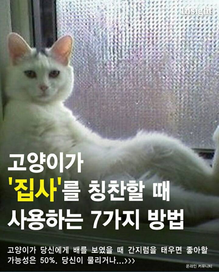 고양이가 집사를 칭찬할때 사용하는7가지방법 | 인스티즈