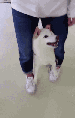 귀여운 동물들 | 인스티즈