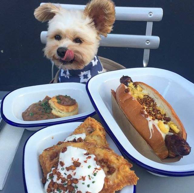 멍뭉이와 떠난 세계여행 | 인스티즈