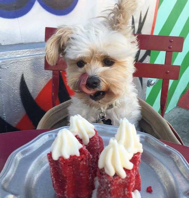 멍뭉이와 떠난 세계여행 | 인스티즈