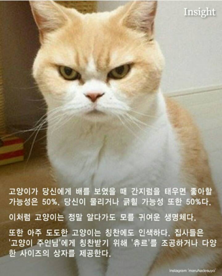 고양이가 집사를 칭찬할때 사용하는7가지방법 | 인스티즈