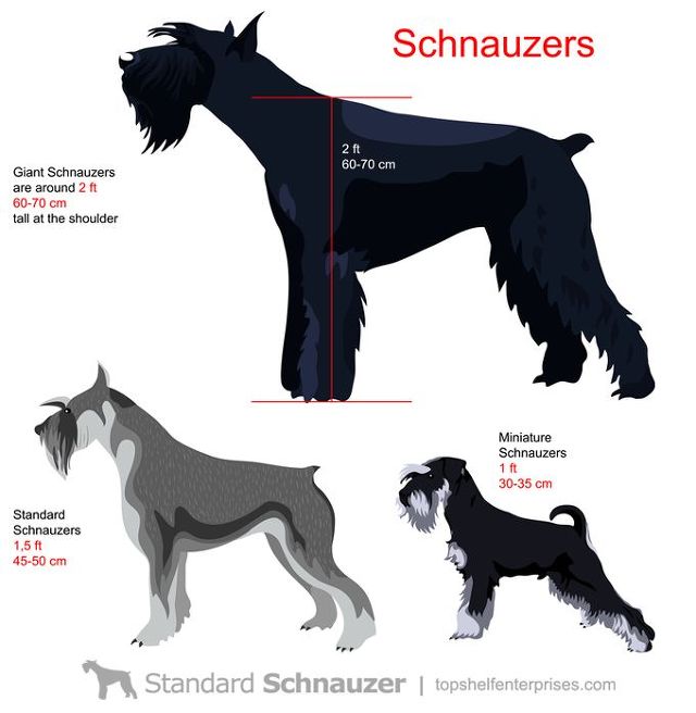 견종 이야기 - 슈나우저 | 인스티즈