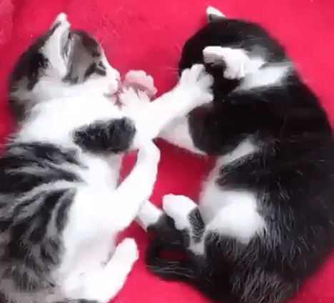 친구가 하품할 때 입에다 손을 집어 넣으면 | 인스티즈