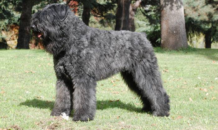 견종 이야기 - 슈나우저 | 인스티즈