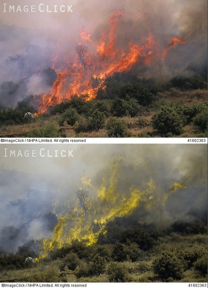 적녹색약이 보는 세상 | 인스티즈