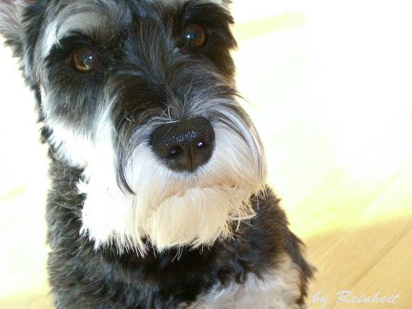 견종 이야기 - 슈나우저 | 인스티즈