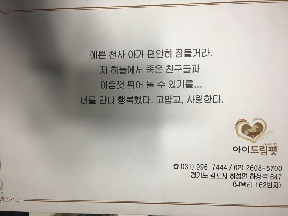 빙이가 잔인한 세상의 무게를 견디지 못하고 고양이별로 돌아갔습니다 | 인스티즈