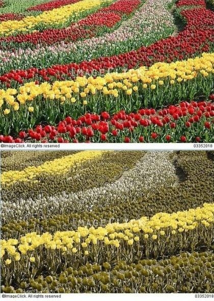 적녹색약이 보는 세상 | 인스티즈