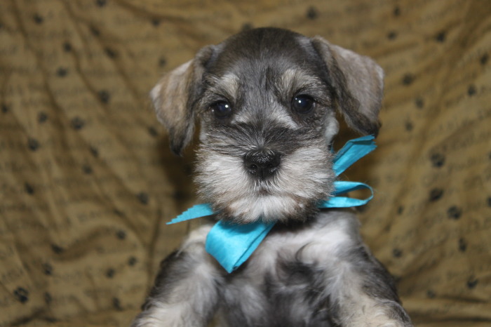 견종 이야기 - 슈나우저 | 인스티즈