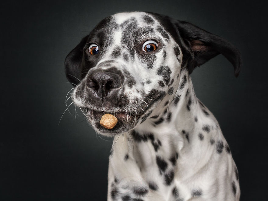 강쥐들 먹이 먹는 순간.jpg | 인스티즈