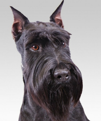 견종 이야기 - 슈나우저 | 인스티즈