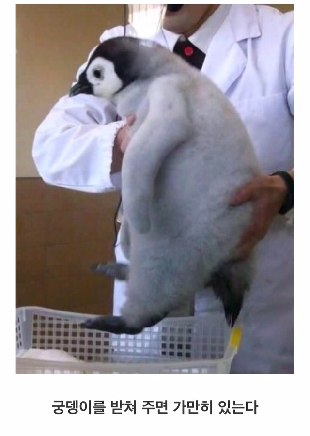 펭귄을 옮기는 법 | 인스티즈