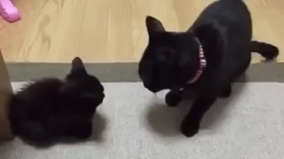 아기냥을 호되게 혼내는 어미냥 | 인스티즈