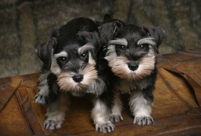 견종 이야기 - 슈나우저 | 인스티즈