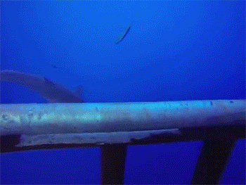 상어의 공격성 | 인스티즈