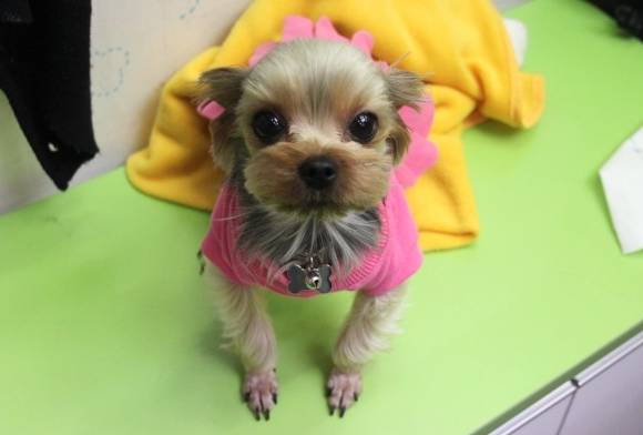 견종 이야기 - 요크셔 테리어 | 인스티즈