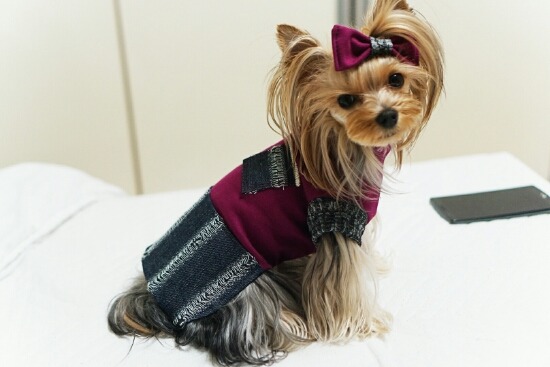 견종 이야기 - 요크셔 테리어 | 인스티즈