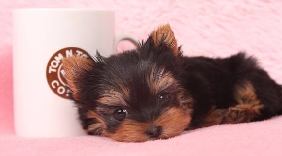 견종 이야기 - 요크셔 테리어 | 인스티즈