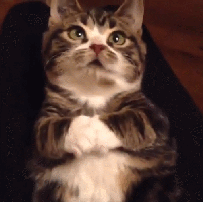 손가락 한번만 주라냥ㅜㅜ | 인스티즈