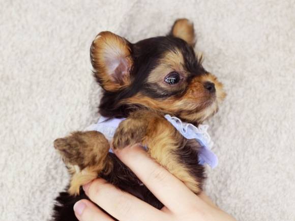 견종 이야기 - 요크셔 테리어 | 인스티즈