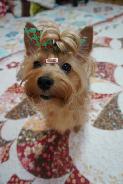 견종 이야기 - 요크셔 테리어 | 인스티즈