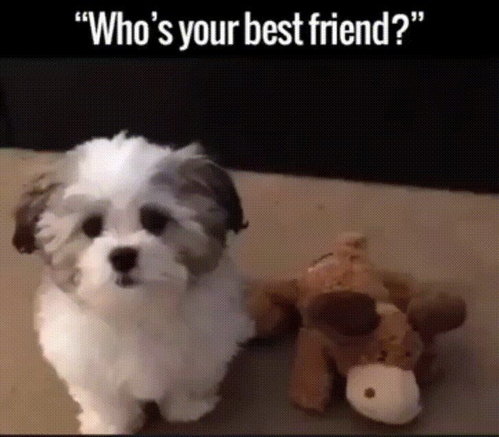 강아지에게 누가 가장 베스트프렌드인지 물어보았다.gif | 인스티즈