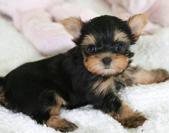 견종 이야기 - 요크셔 테리어 | 인스티즈