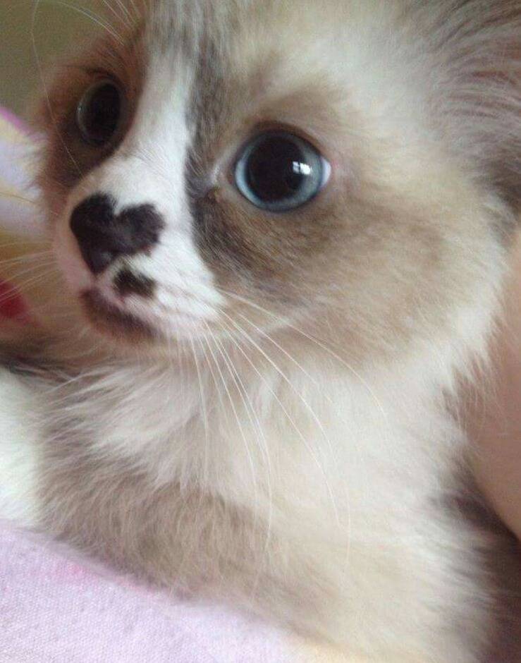 내안에 하트있당 | 인스티즈