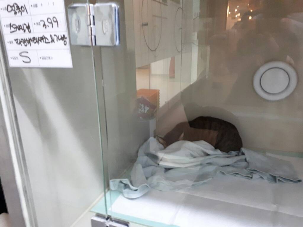 구내염으로 고통스러워 하는 고양이를 도와주세요!!ㅠㅠ +추가 +내역추가 (마지막 끌올!!) | 인스티즈