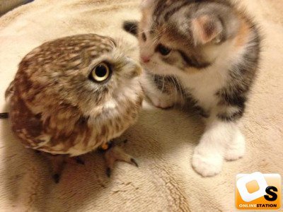 고양이를 만난 올빼미 | 인스티즈